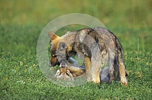 EUROPEAN WOLF canis lupus, CUB PLAYING