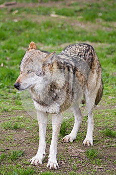 The european wolf Canis lupus photo