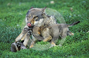 EUROPEAN WOLF canis lupus, FEMALE WITH CUB