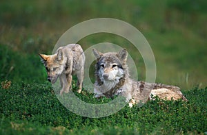 EUROPEAN WOLF canis lupus, FEMALE LAYING DOWN IN GRASS WITH YOUNG