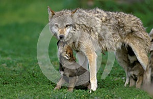 EUROPEAN WOLF canis lupus, FEMALE WITH YOUNGS