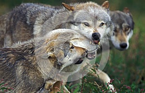 EUROPEAN WOLF canis lupus, GROUP SHOWING DOMINANCE AND SUBMISSION