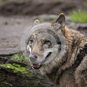 European Wolf, Canis lupus lupus. K9