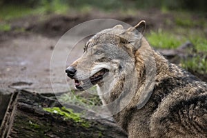 European Wolf, Canis lupus lupus. K9