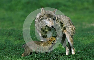 European Wolf, canis lupus, Mother and Cub