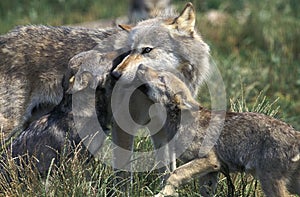 European Wolf, canis lupus, Mother and Cub