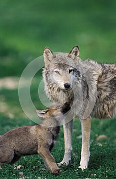 European Wolf, canis lupus, Mother with Pup