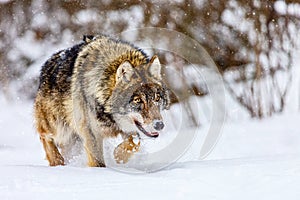 European wolf Canis Lupus in natural habitat. Wild life. Timber wolf in snowy winter forest