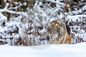 European wolf Canis Lupus in natural habitat. Wild life. Timber wolf in snowy winter forest