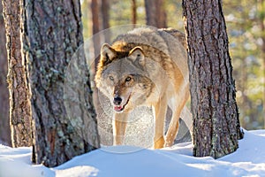 European wolf Canis Lupus in natural habitat. Wild life. Timber wolf in snowy winter forest