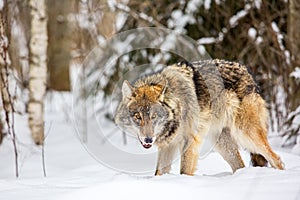 European wolf Canis Lupus in natural habitat. Wild life. Timber wolf in snowy winter forest