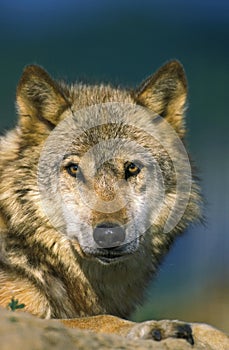 European Wolf, canis lupus, Portrait of Adult