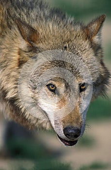 European Wolf, canis lupus, Portrait of Adult