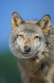 European Wolf, canis lupus, Portrait of Adult