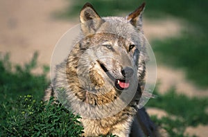 European Wolf, canis lupus, Portrait of Adult