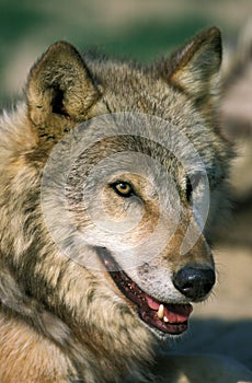 European Wolf, canis lupus, Portrait of Adult