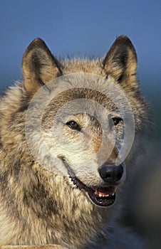 European Wolf, canis lupus, Portrait of Adult