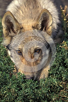 EUROPEAN WOLF canis lupus, PUP LAYING DOWN ON GRASS