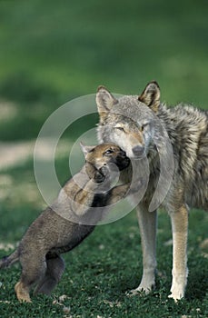 European Wolf, canis lupus, Pup playing with Female