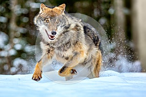 European wolf Canis Lupus running in natural habitat. Wild life. Timber wolf in snowy winter forest