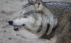 European wolf closeup