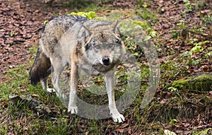 European wolf, Europaeischer Wolf, Canis lupus, wolf, CZECH REPUBLIC