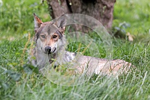 European Wolf in Grassland