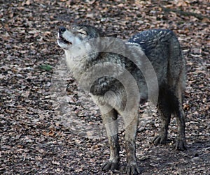 European wolf howling