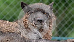 European wolf lying on the ground in an aviary relaxes and looks into the camera.