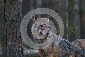 European wolf portrait