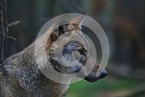 European wolf portrait