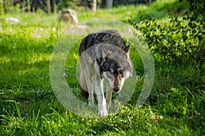 European Wolf prowling