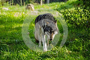 European Wolf prowling photo