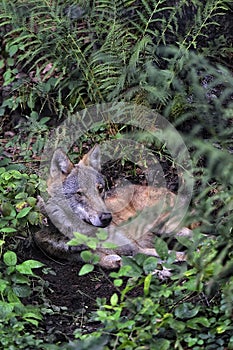 An european wolf resting in the woods