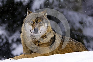 European wolf in snow