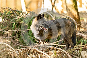 European wolf standing on forest ground with sunlight, looking alert and focused