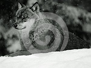 European Wolf in Winter