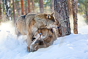 European wolves Canis Lupus fightning in natural habitat. Wild life. Timber wolves in snowy winter forest