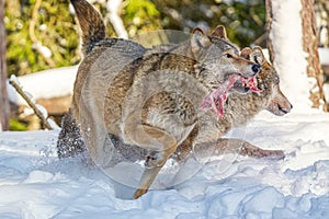 European wolves Canis Lupus in natural habitat. Wild life. Timber wolves running with meat in mouth in snowy winter forest