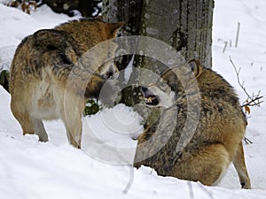 European wolves in winter