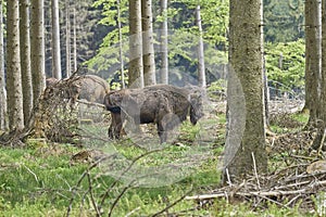 European wood Bison, also Wisent at Rothaarsteig, Sauerland
