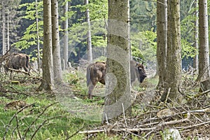 European wood Bison, also Wisent at Rothaarsteig, Sauerland