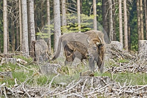 European wood Bison, also Wisent at Rothaarsteig, Sauerland