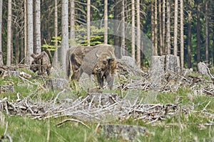 European wood Bison, also Wisent at Rothaarsteig, Sauerland