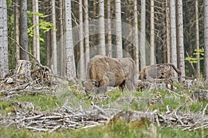 European wood Bison, also Wisent at Rothaarsteig, Sauerland