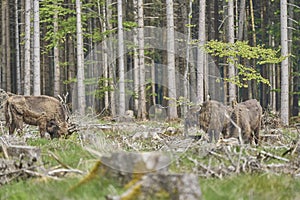 European wood Bison, also Wisent at Rothaarsteig, Sauerland