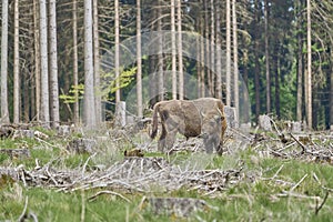 European wood Bison, also Wisent at Rothaarsteig, Sauerland