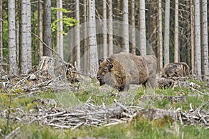 European wood Bison, also Wisent at Rothaarsteig, Sauerland