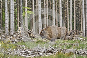 European wood Bison, also Wisent at Rothaarsteig, Sauerland