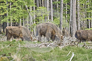 European wood Bison, also Wisent at Rothaarsteig, Sauerland